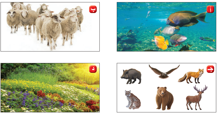 الجماعة الحيوية الجماعة الحيوية